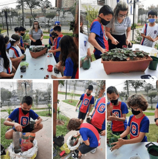 Plantação de Morangos